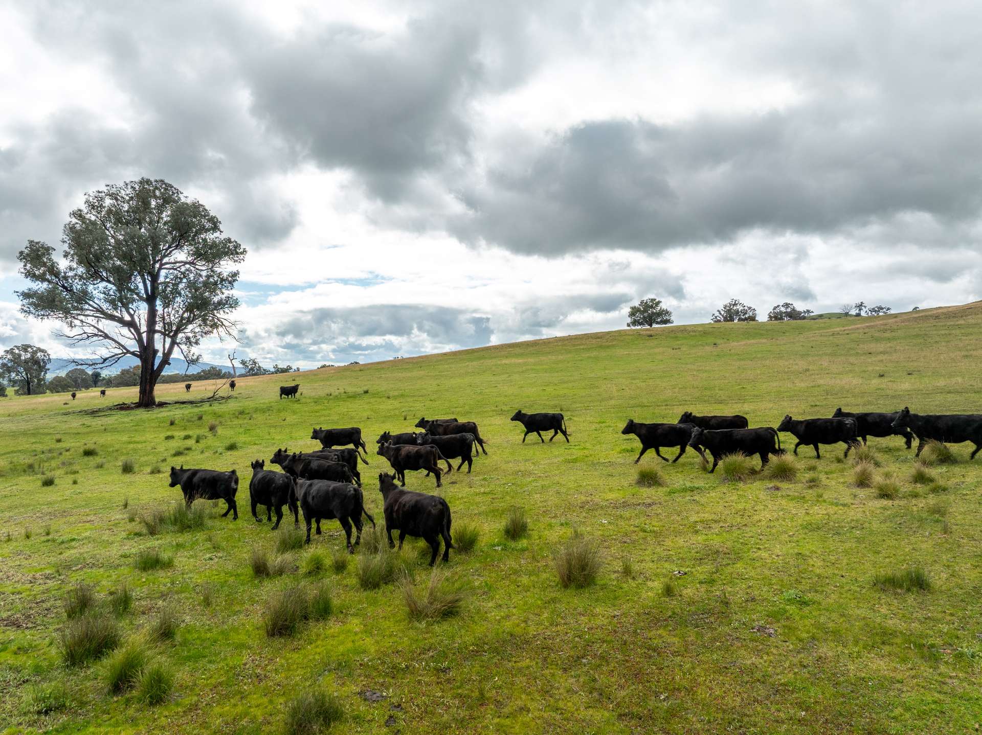 520 Woolshed Lane, Wagga Wagga Auction by Farmbuy.com - image 4