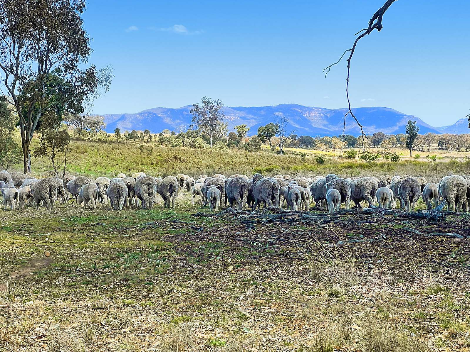 3019 Bylong Valley Way, Rylstone Auction by Farmbuy.com - image 15