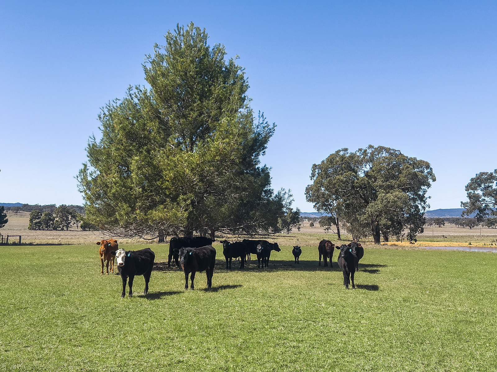 3019 Bylong Valley Way, Rylstone Auction by Farmbuy.com - image 9