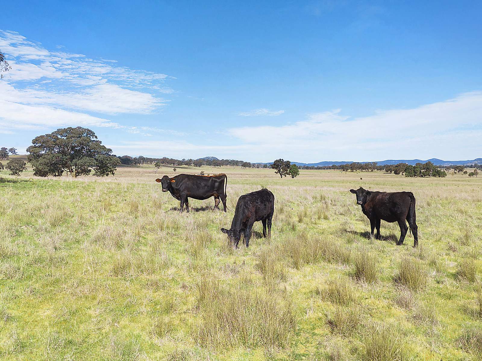 3019 Bylong Valley Way, Rylstone Auction by Farmbuy.com - image 12