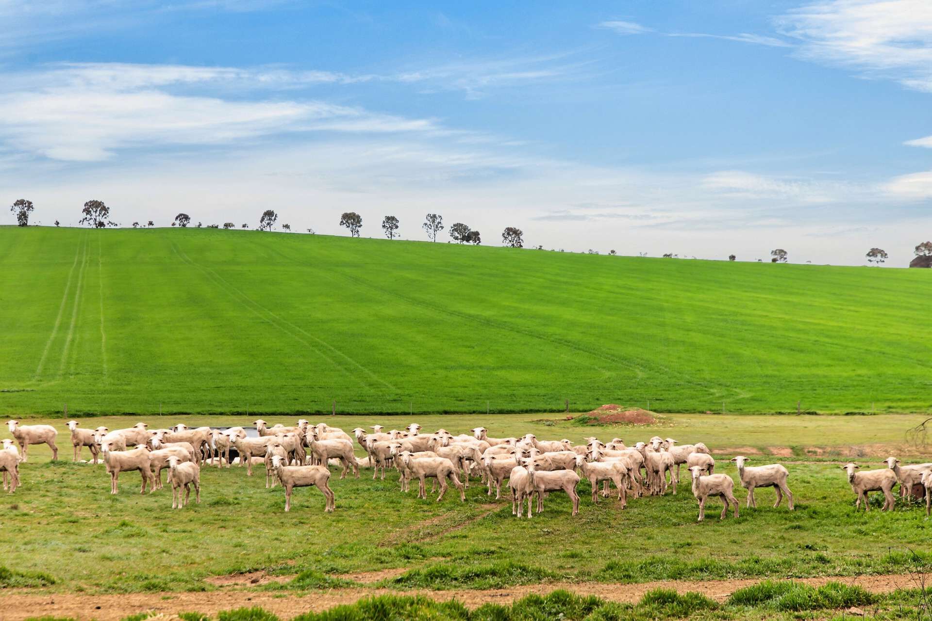 'Vater Family Aggregation', Saddleworth Auction by Farmbuy.com - image 21