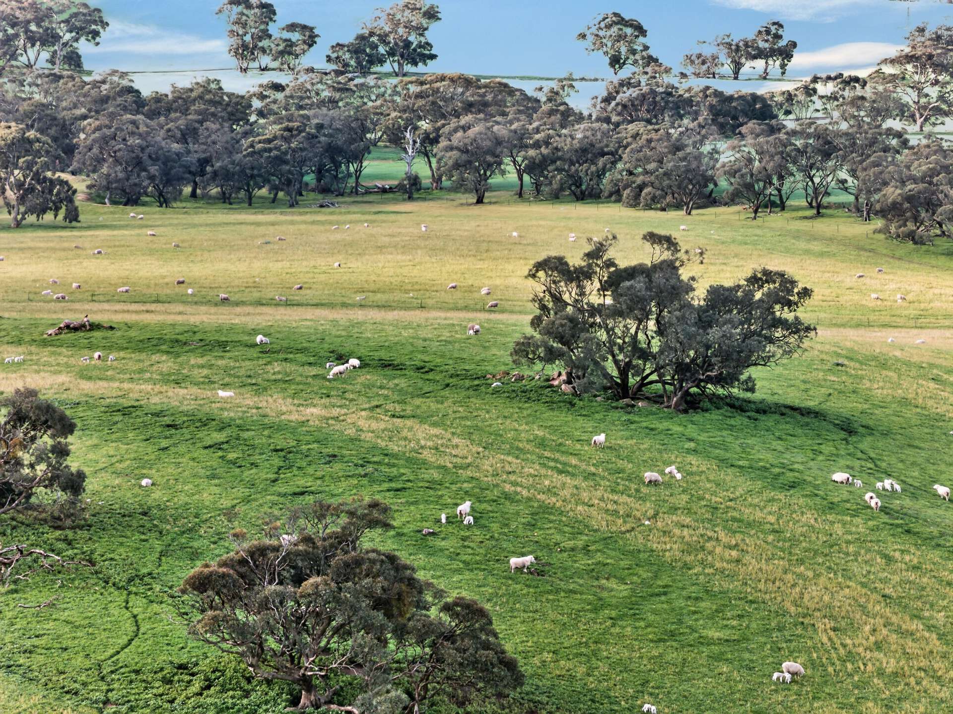 'Vater Family Aggregation', Saddleworth Auction by Farmbuy.com - image 7