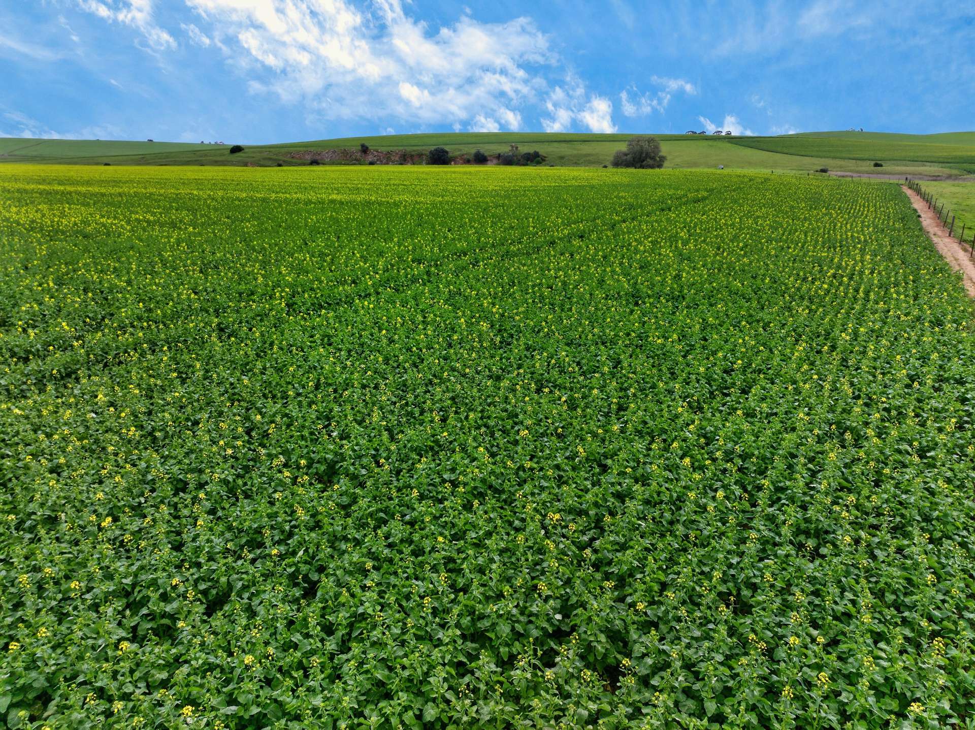 'Vater Family Aggregation', Saddleworth Auction by Farmbuy.com - image 13