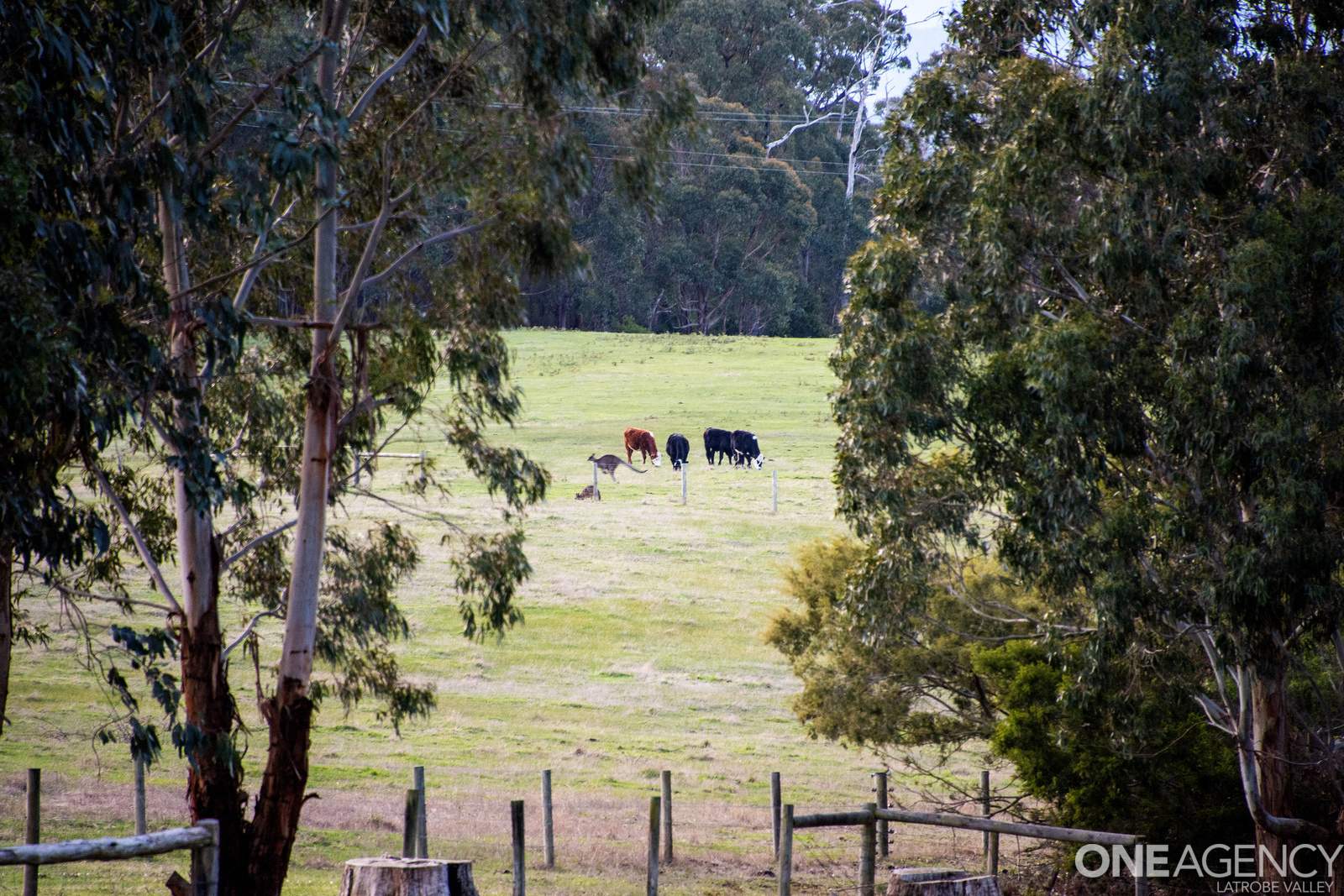300 Old Callignee Road, Callignee For Sale by Farmbuy.com - image 24