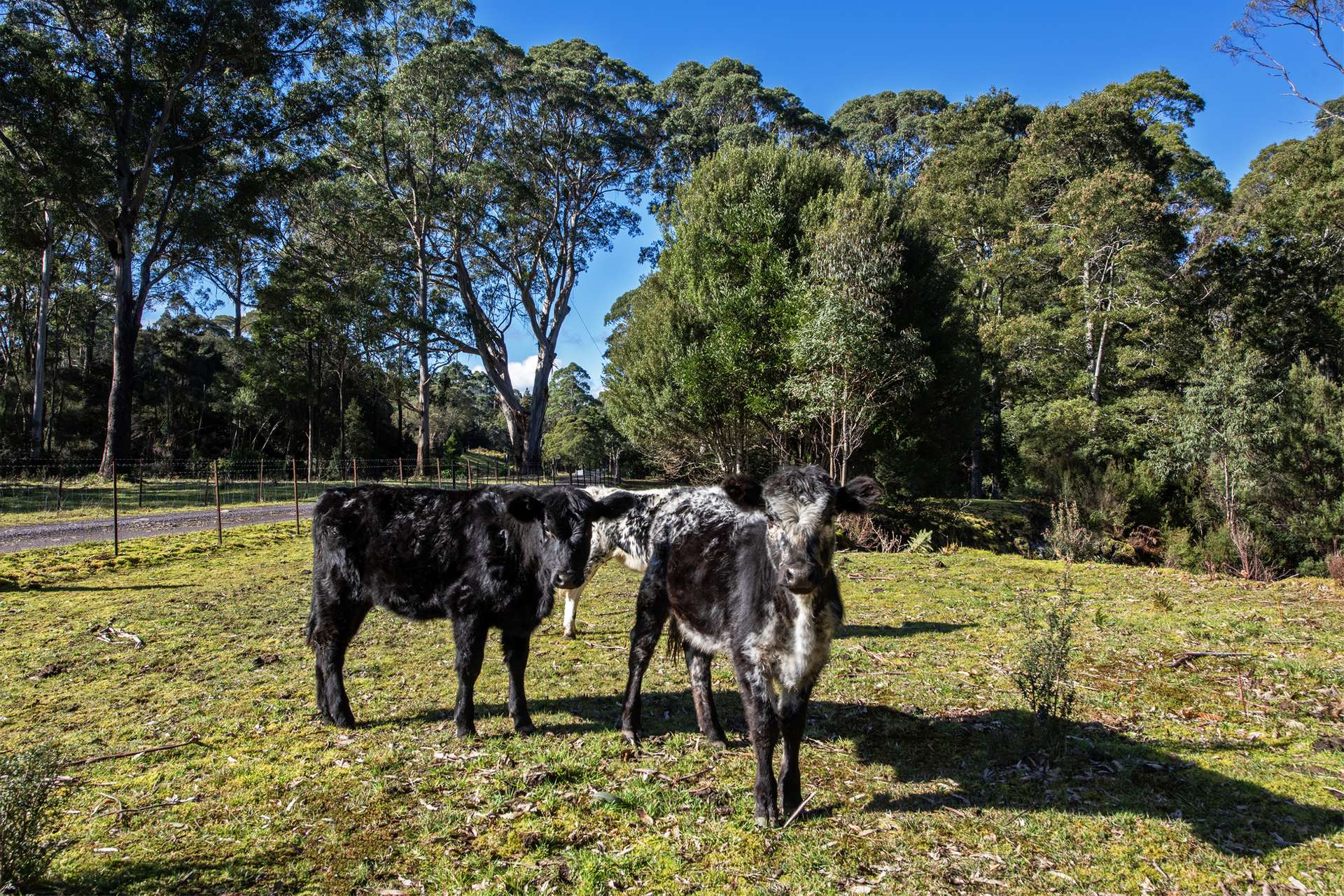 1210 Henty Road, Strahan For Sale by Farmbuy.com - image 26