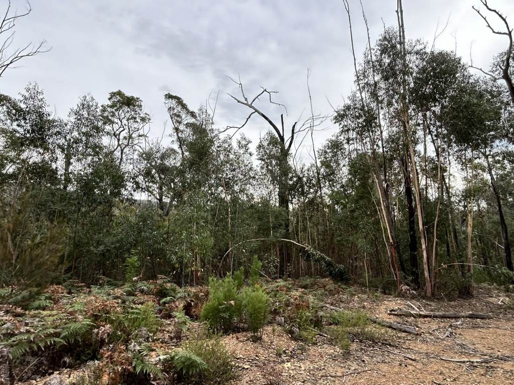 Lot 22 DP 752160 Wattlegrove Road, Cobargo NSW 2550
