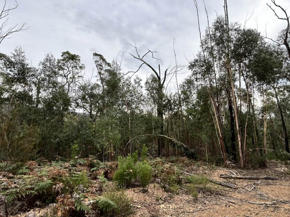 Lot 22 DP 752160 Wattlegrove Road, Cobargo For Sale by Farmbuy.com - image 1