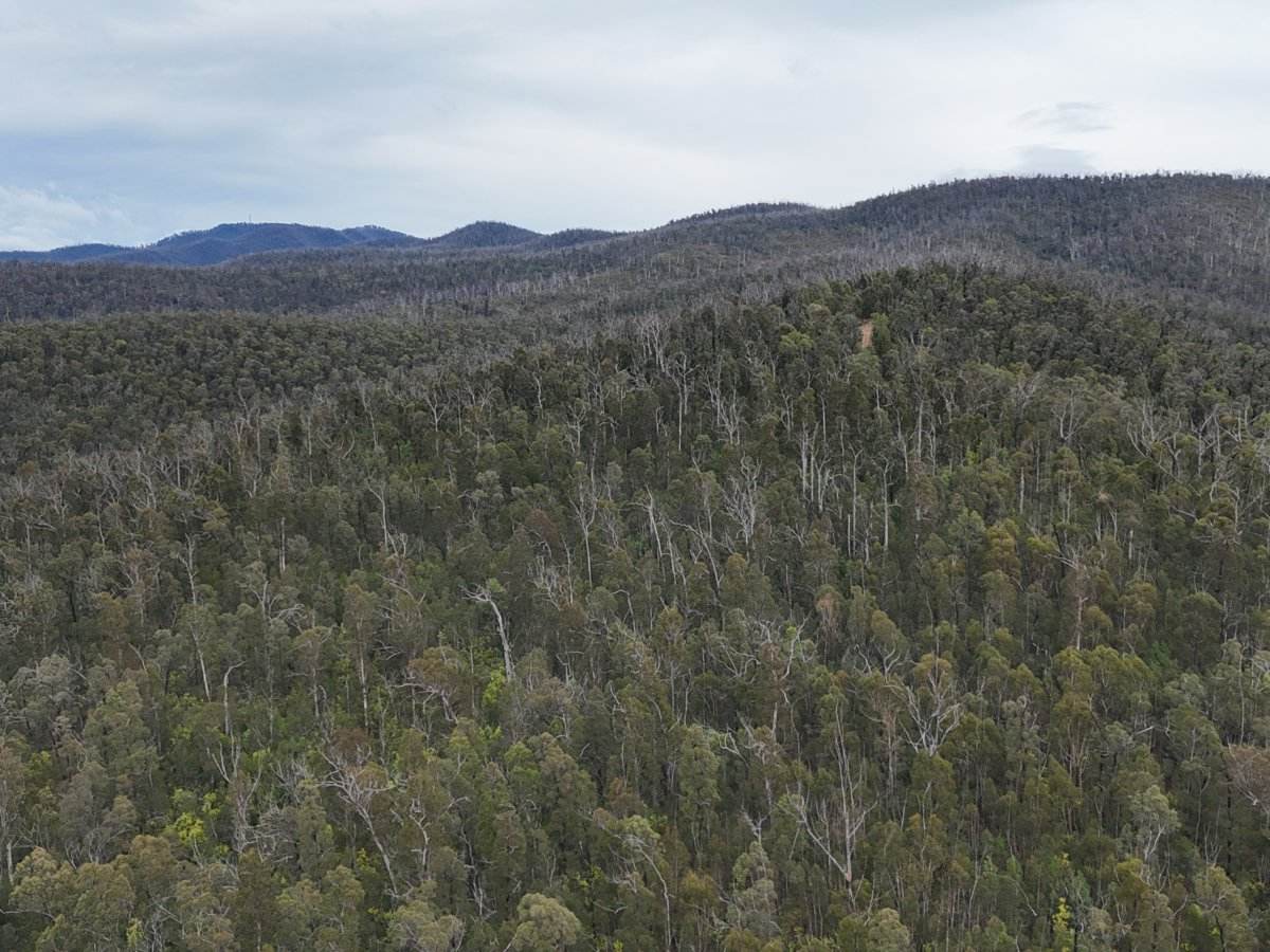 Lot 22 DP 752160 Wattlegrove Road, Cobargo For Sale by Farmbuy.com - image 4