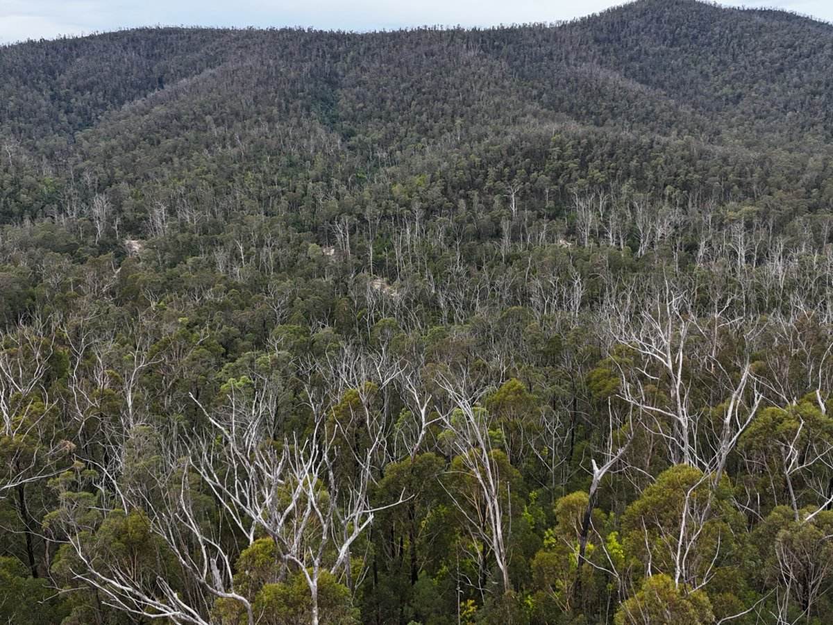 Lot 22 DP 752160 Wattlegrove Road, Cobargo For Sale by Farmbuy.com - image 9