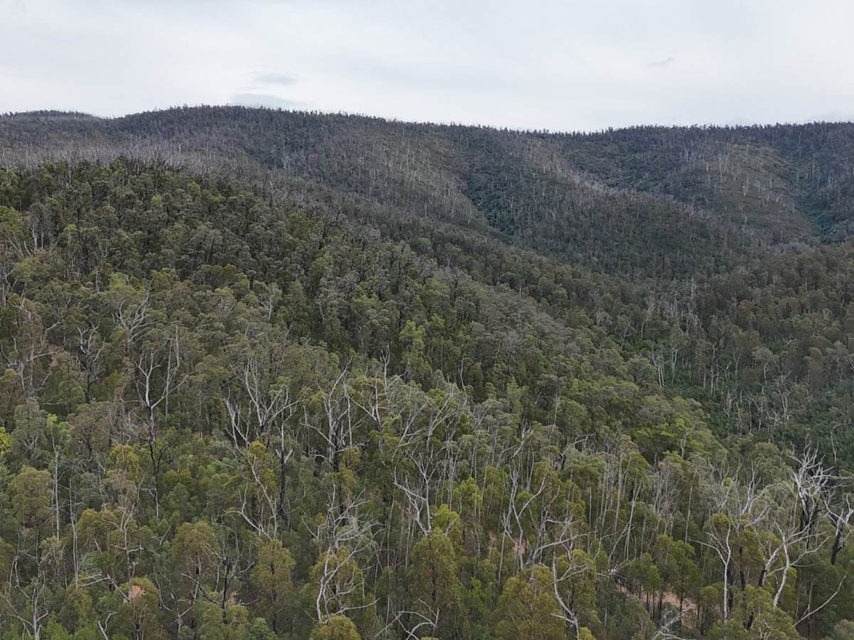 Lot 22 DP 752160 Wattlegrove Road, Cobargo For Sale by Farmbuy.com - image 6