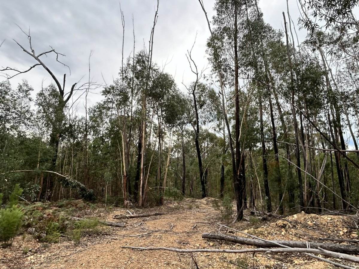 Lot 22 DP 752160 Wattlegrove Road, Cobargo For Sale by Farmbuy.com - image 3