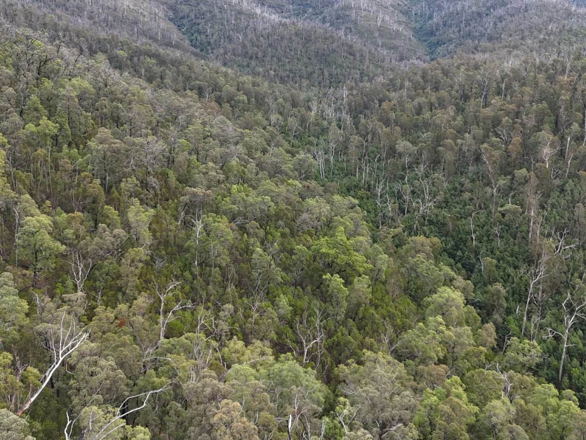 Lot 22 DP 752160 Wattlegrove Road, Cobargo For Sale by Farmbuy.com - image 7