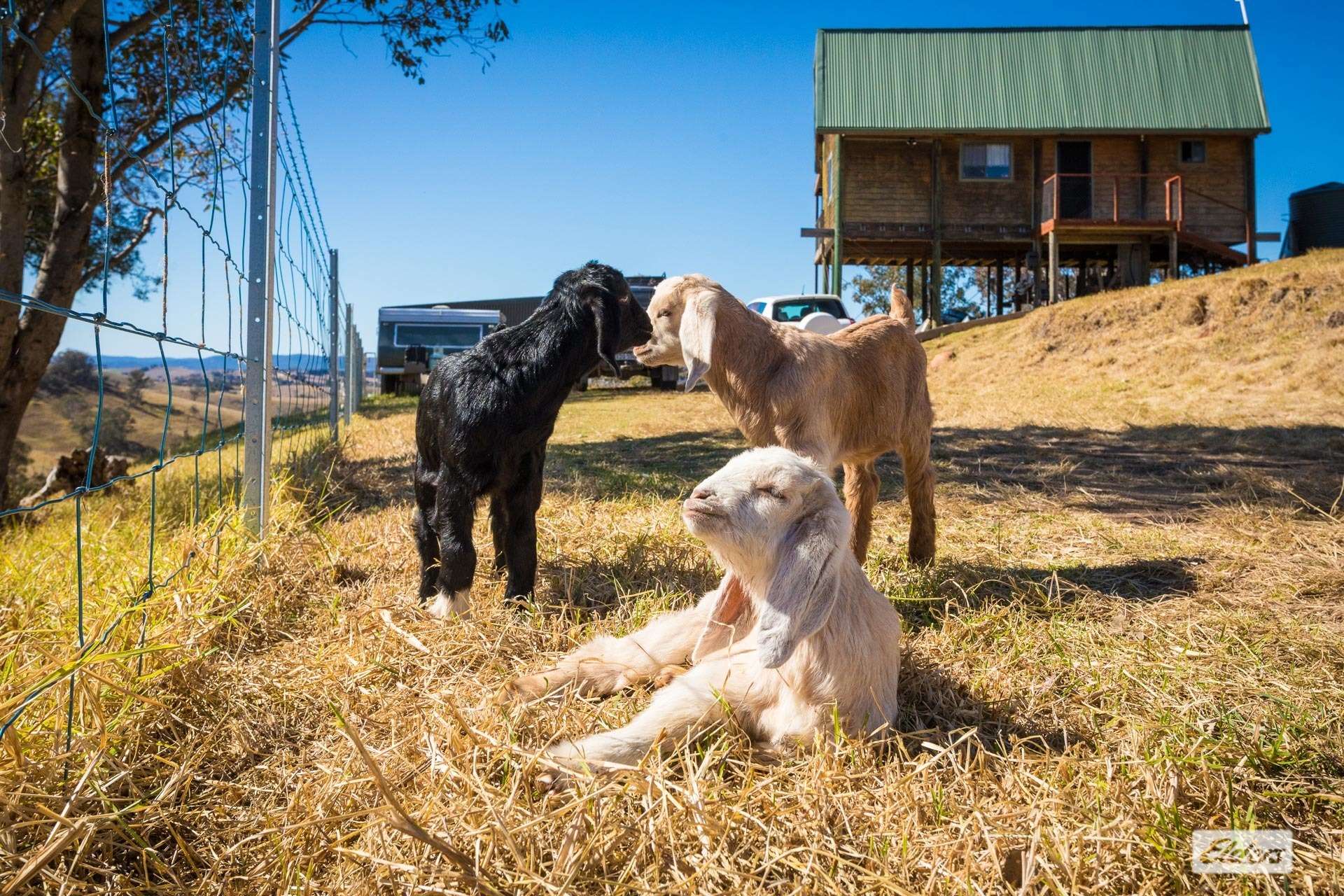 450 Tantawangalo Mountain Road, Candelo For Sale by Farmbuy.com - image 32