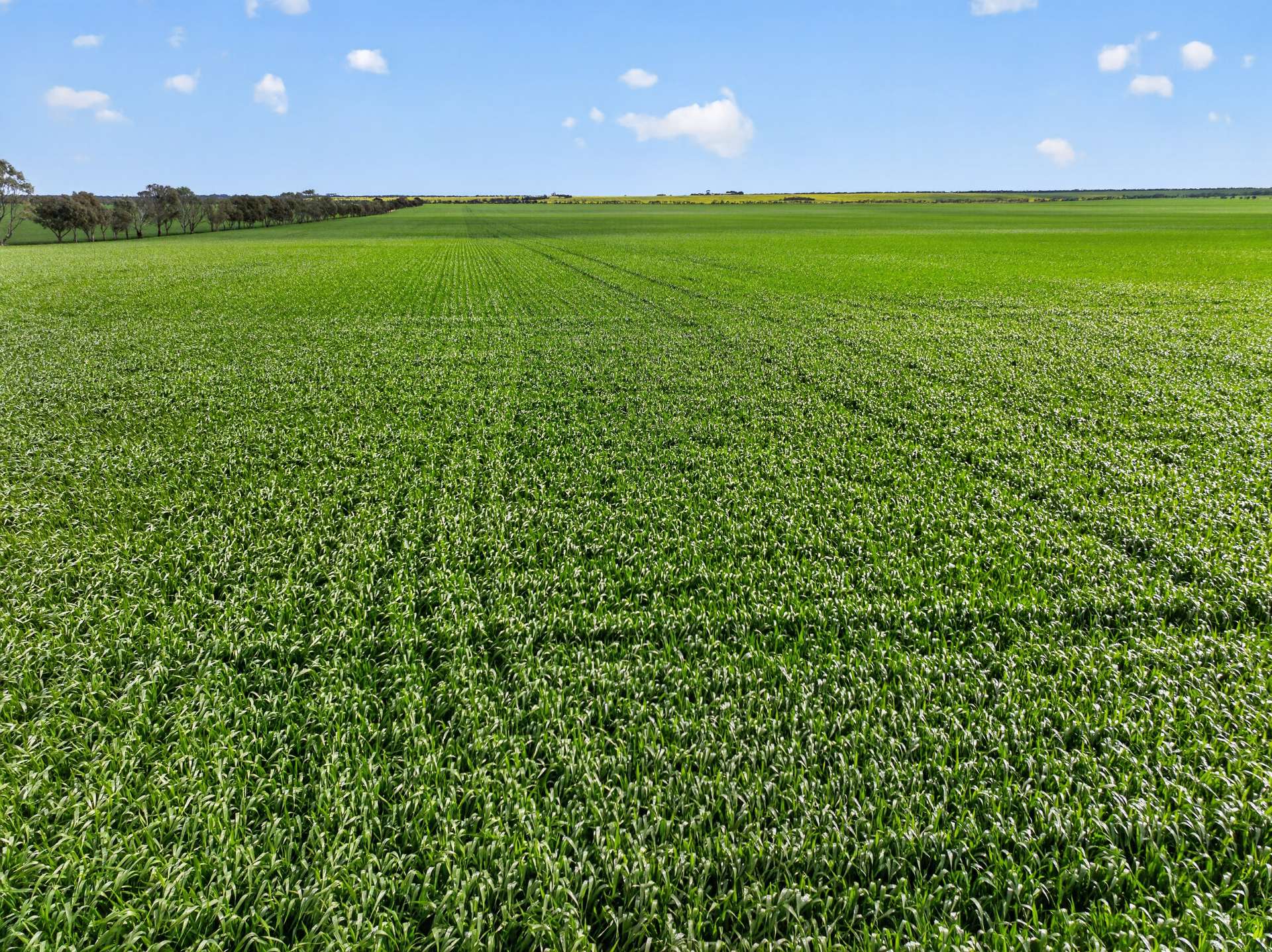 'Watervalley Farm' Broster Road, Maitland For Sale by Farmbuy.com - image 19