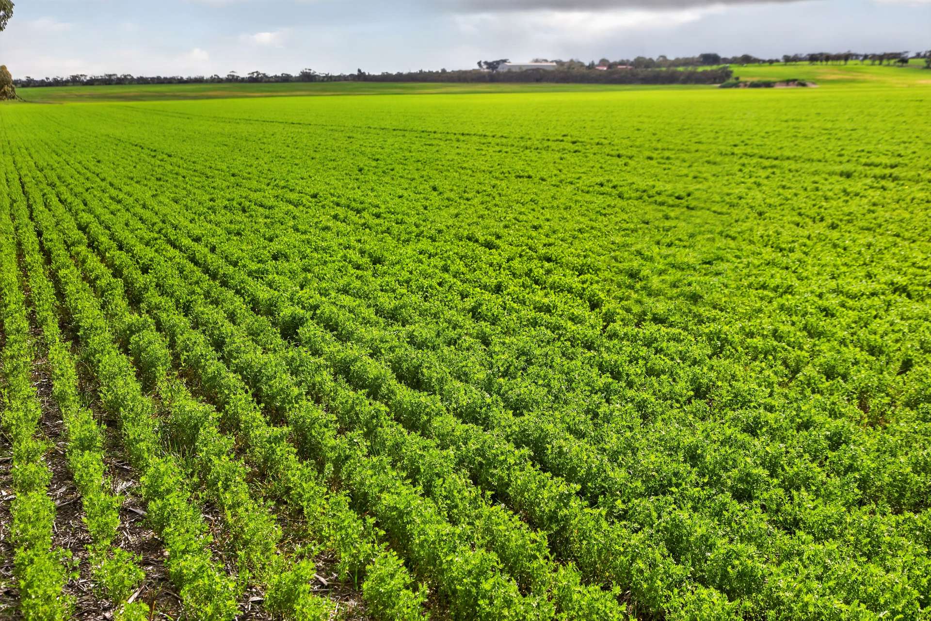 'Watervalley Farm' Broster Road, Maitland For Sale by Farmbuy.com - image 20