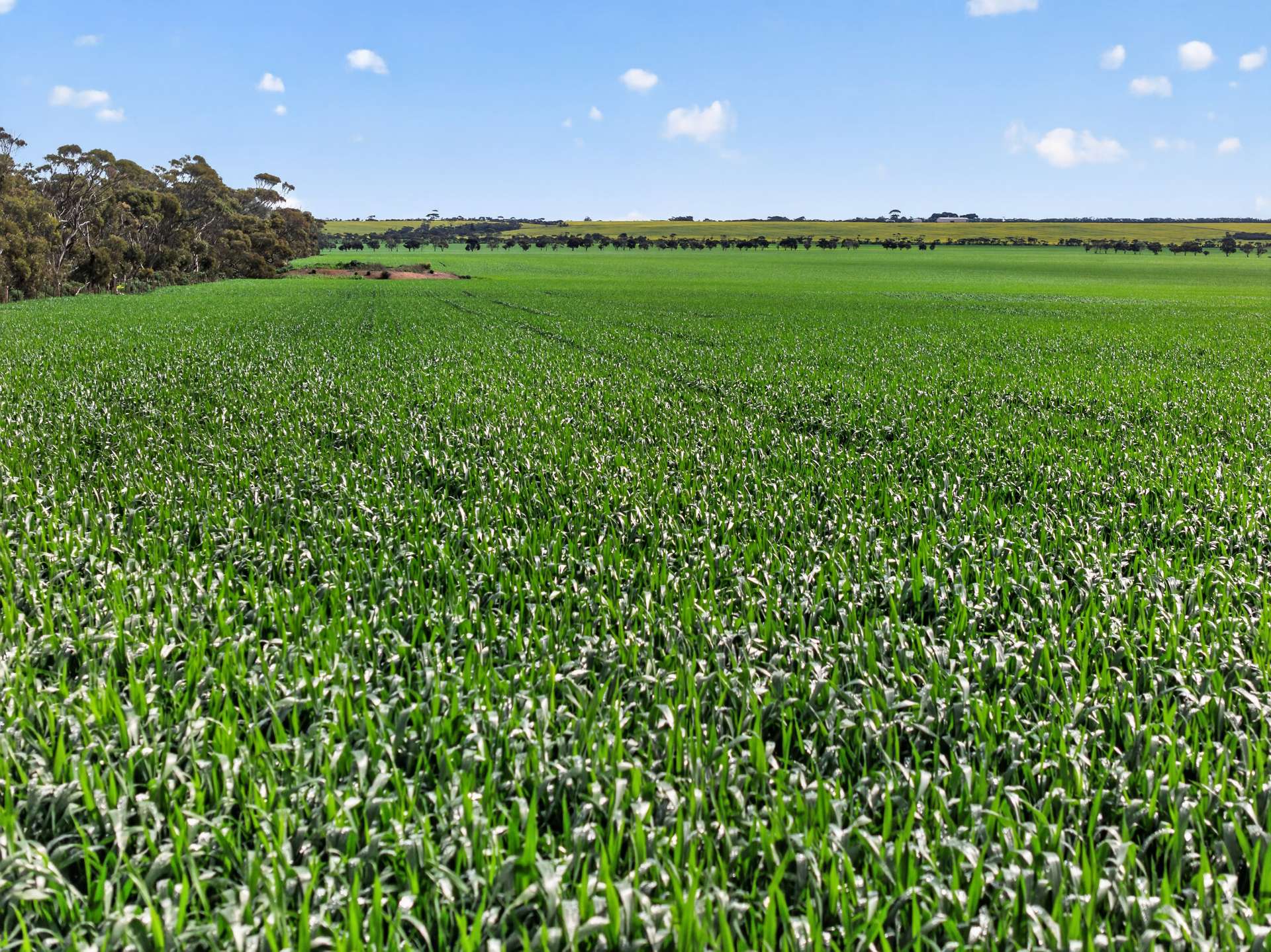 'Watervalley Farm' Broster Road, Maitland For Sale by Farmbuy.com - image 17