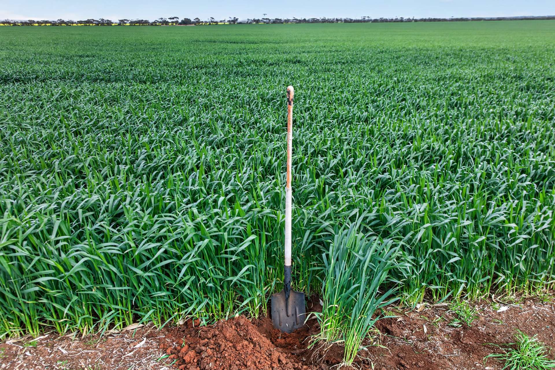 'Watervalley Farm' Broster Road, Maitland For Sale by Farmbuy.com - image 9