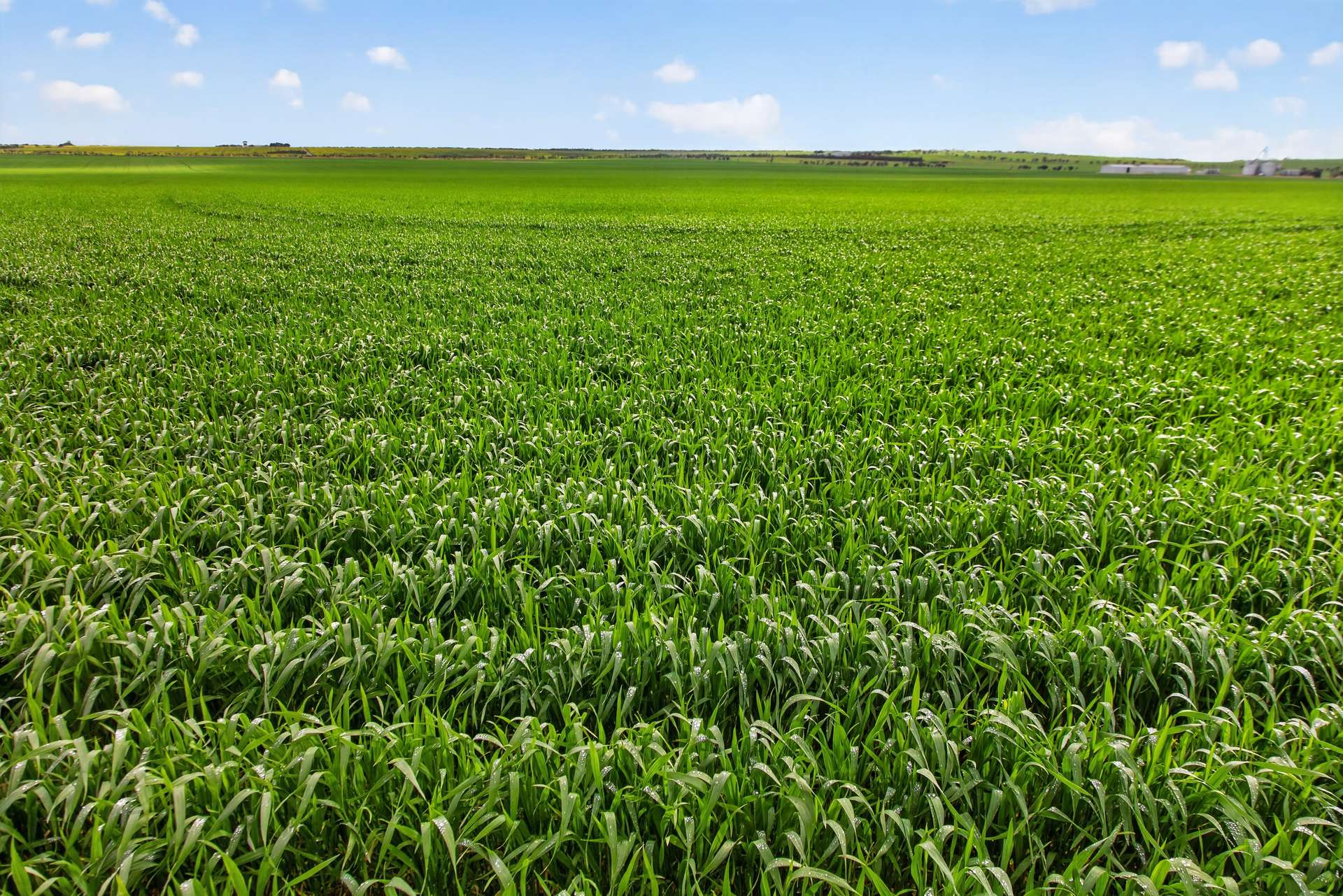 'Watervalley Farm' Broster Road, Maitland For Sale by Farmbuy.com - image 21