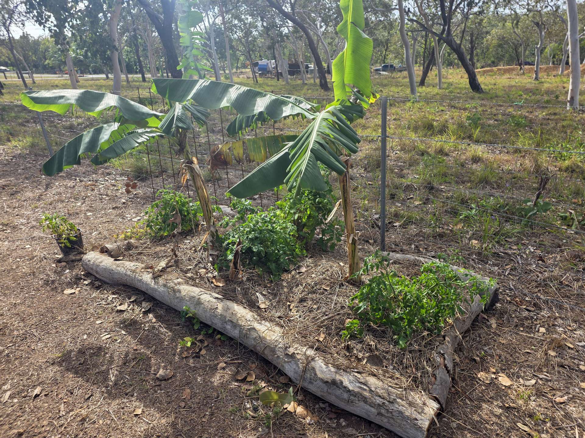 2 Ironwood Avenue, Cooktown For Sale by Farmbuy.com - image 12