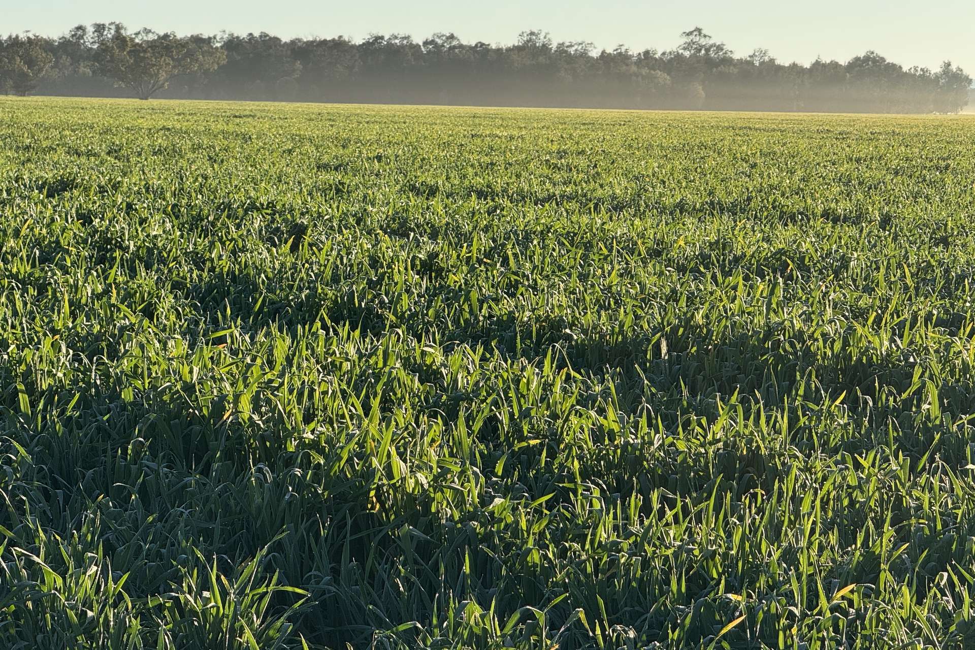 5510 Mid Western Highway, Caragabal For Sale by Farmbuy.com - image 22