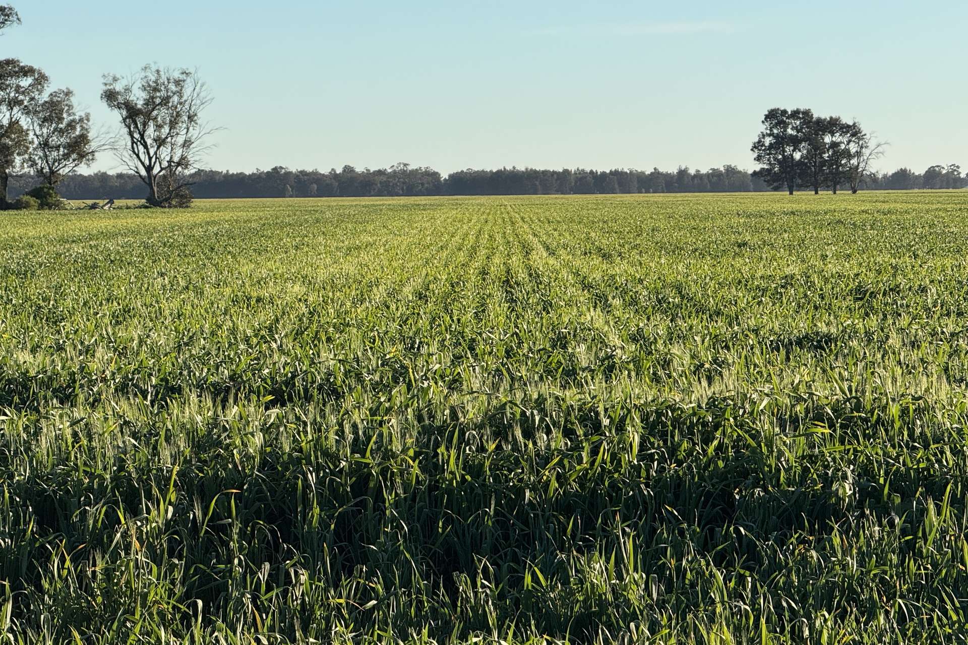 5510 Mid Western Highway, Caragabal For Sale by Farmbuy.com - image 24