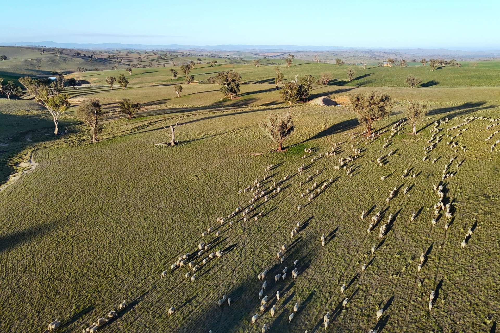 780 Pattersons Road, Wagga Wagga For Sale by Farmbuy.com - image 15