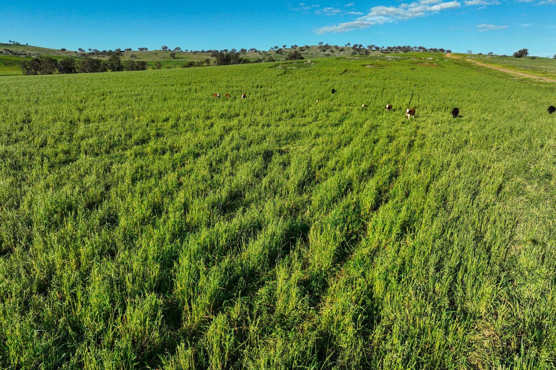780 Pattersons Road, Wagga Wagga For Sale by Farmbuy.com - image 11