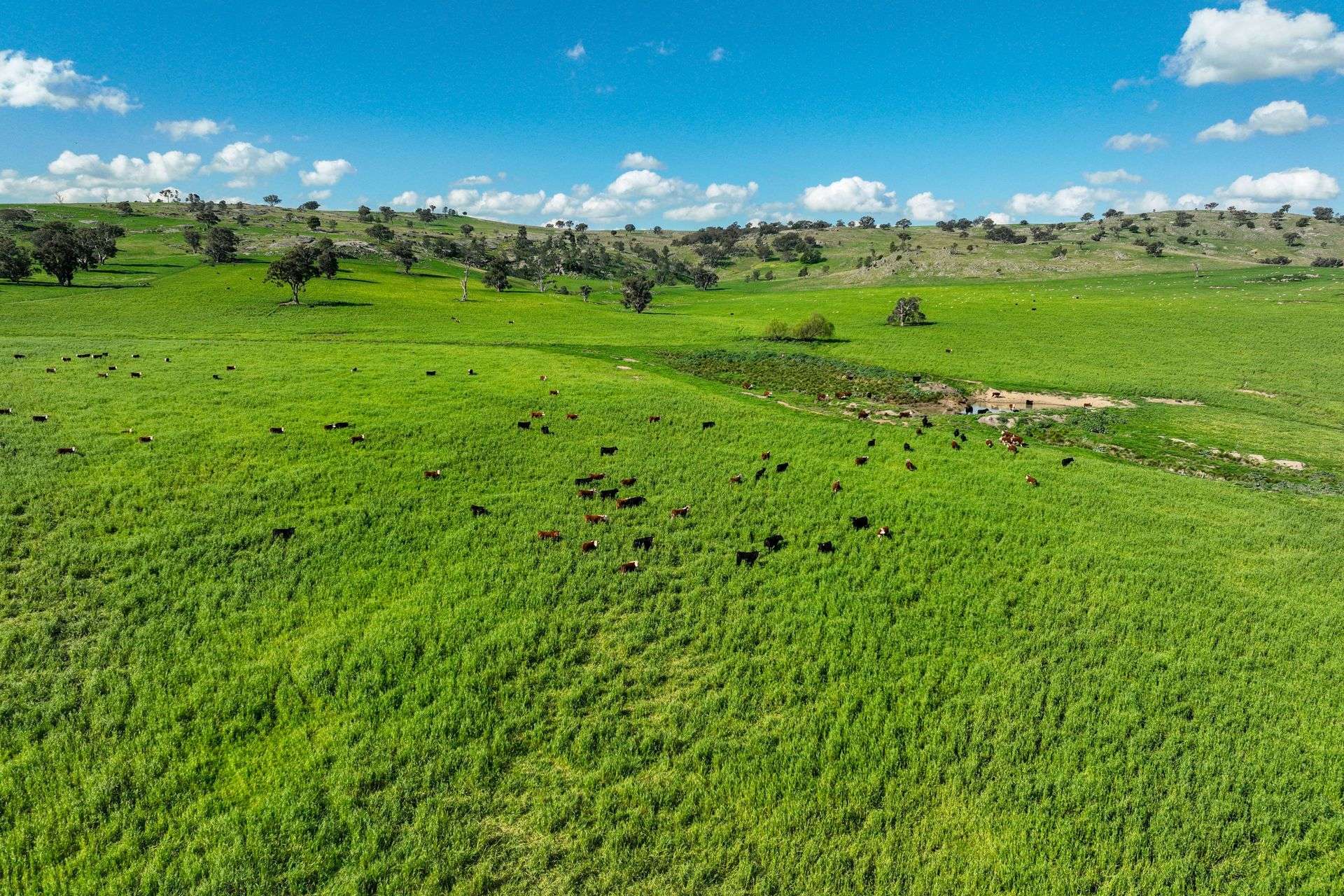 780 Pattersons Road, Wagga Wagga For Sale by Farmbuy.com - image 14