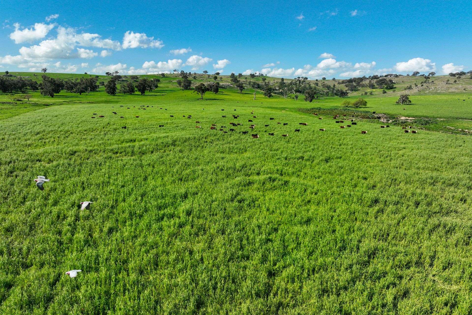 780 Pattersons Road, Wagga Wagga For Sale by Farmbuy.com - image 26