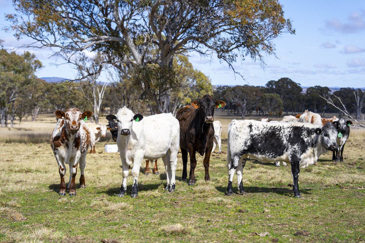 1953 Rabbit Fence Road, Dalveen For Sale by Farmbuy.com - image 1