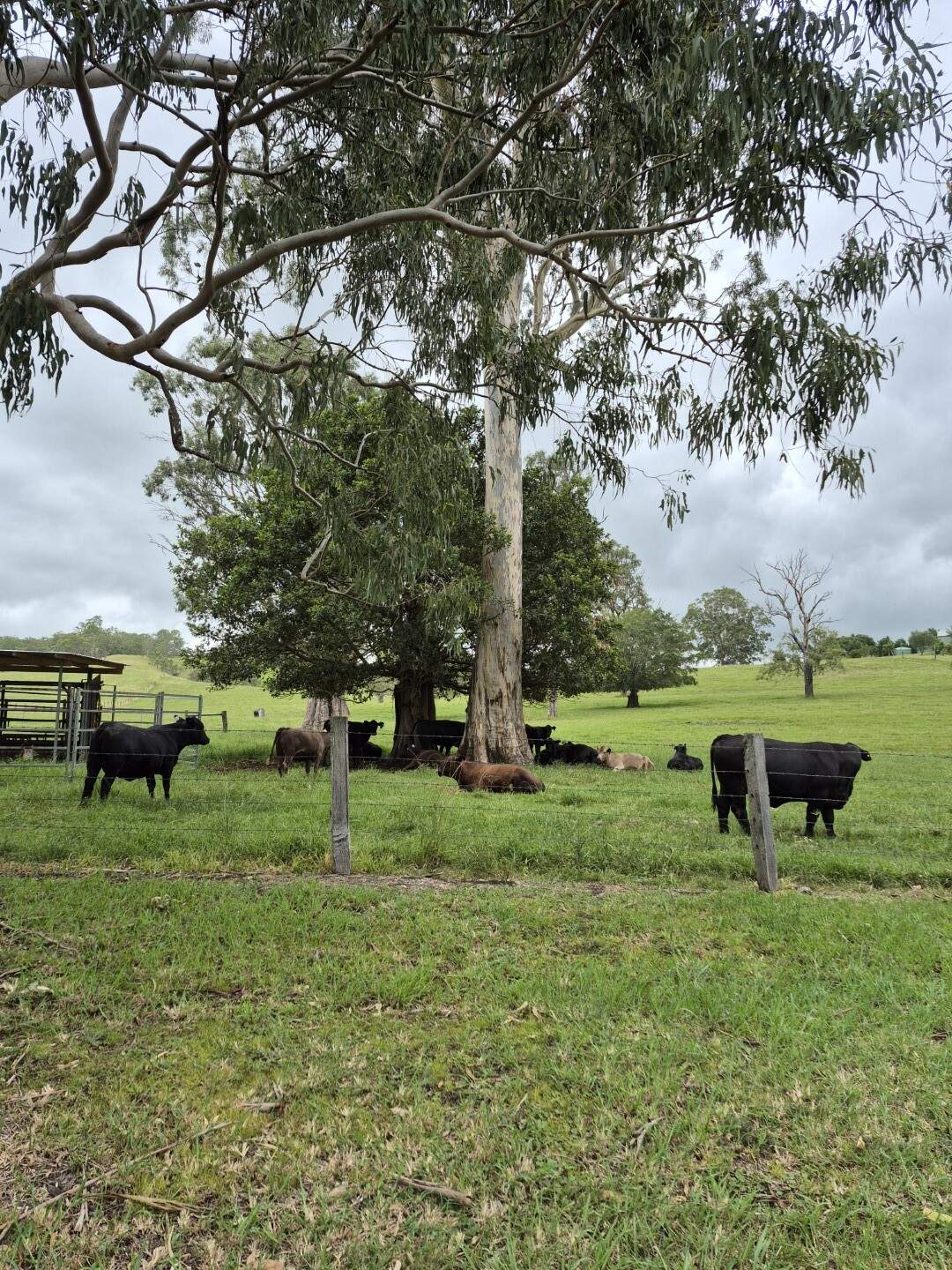 135 Killaloe Road, Kyogle For Sale by Farmbuy.com - image 9