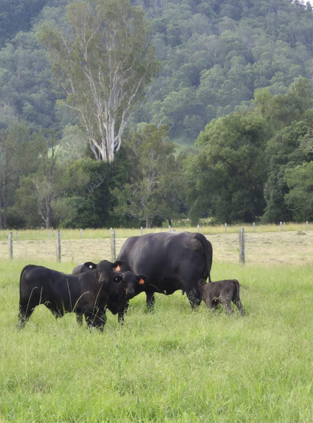 135 Killaloe Road, Kyogle For Sale by Farmbuy.com - image 10