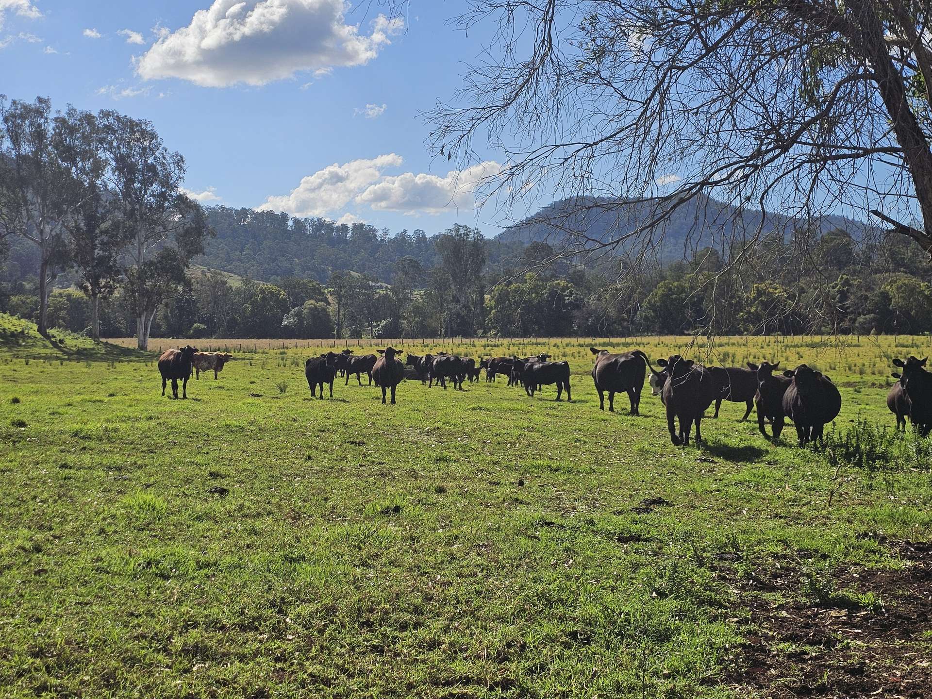 135 Killaloe Road, Kyogle For Sale by Farmbuy.com - image 12