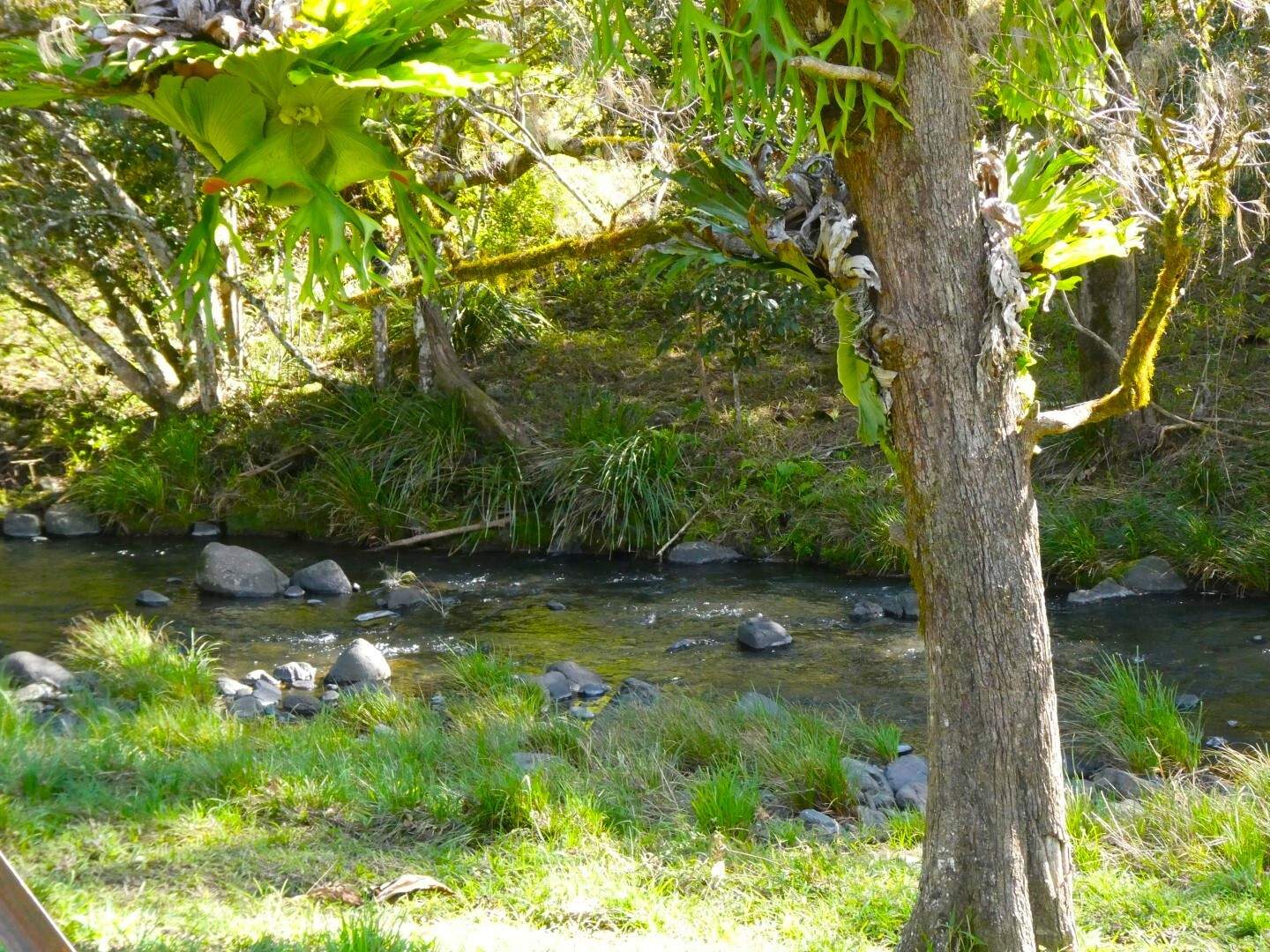 2134 Collins Creek Road, Kyogle For Sale by Farmbuy.com - image 7
