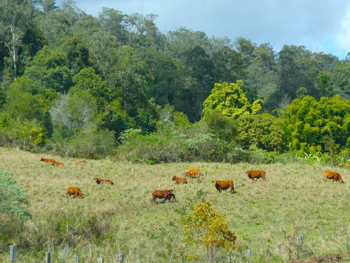 2134 Collins Creek Road, Kyogle For Sale by Farmbuy.com - image 26
