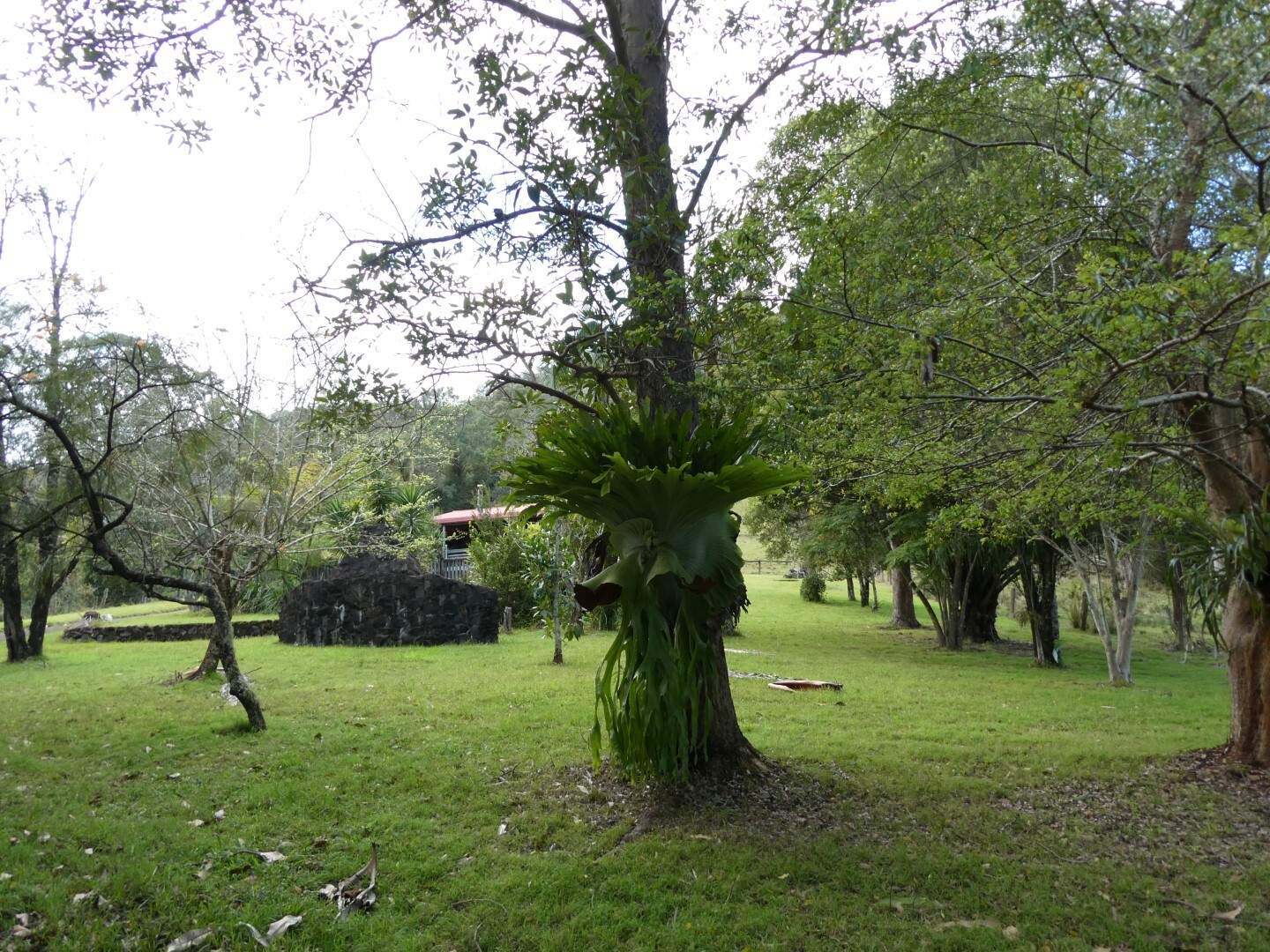 2134 Collins Creek Road, Kyogle For Sale by Farmbuy.com - image 8