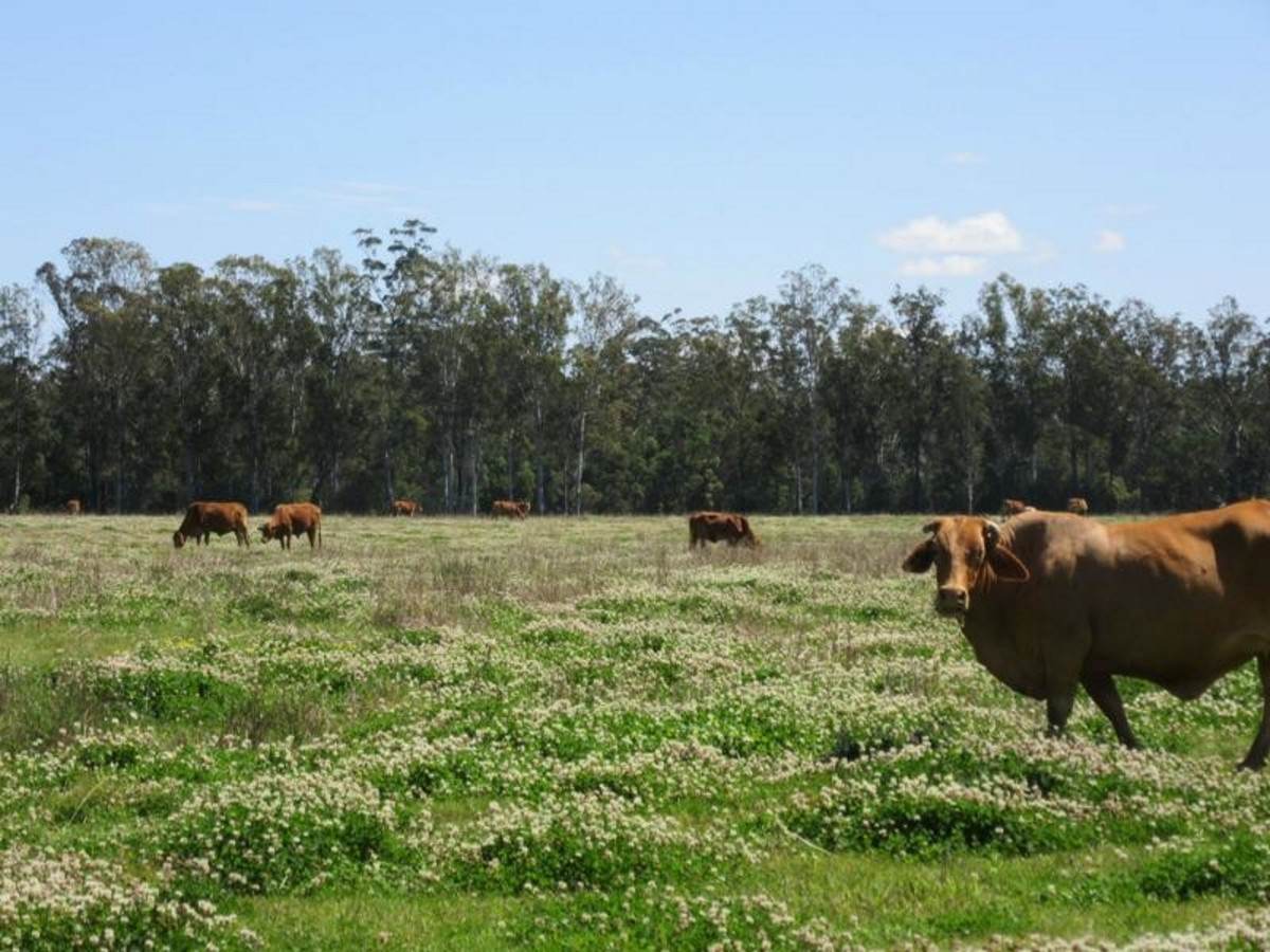 3560 Bungawalbin Whiporie Road, Gibberagee For Sale by Farmbuy.com - image 3