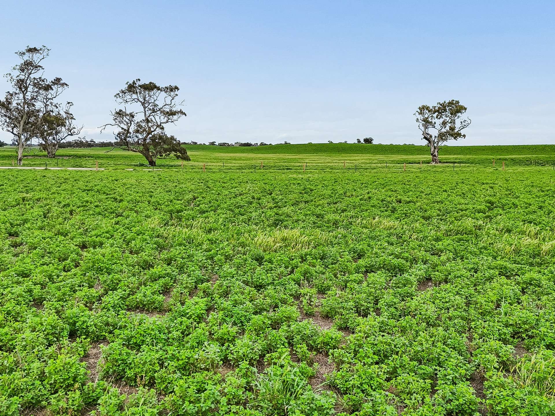103 & 314 Filmer Road, Tintinara For Sale by Farmbuy.com - image 11