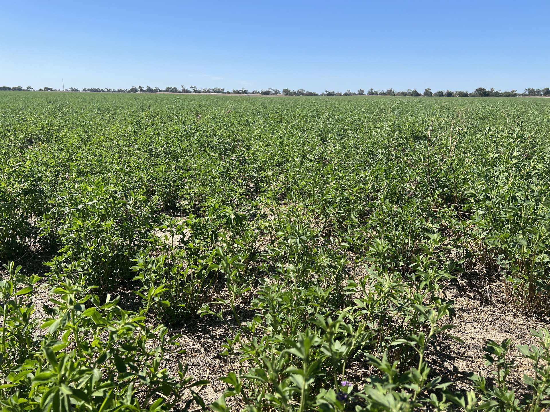 103 & 314 Filmer Road, Tintinara For Sale by Farmbuy.com - image 13