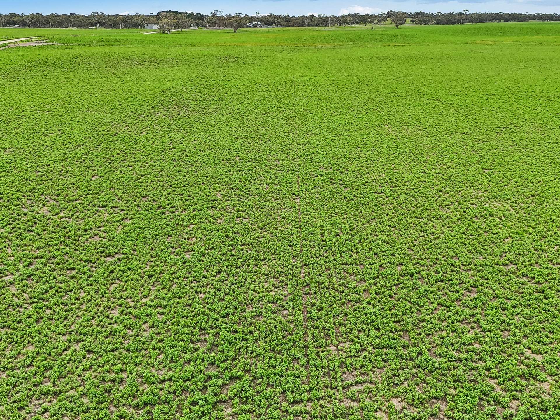 103 & 314 Filmer Road, Tintinara For Sale by Farmbuy.com - image 3