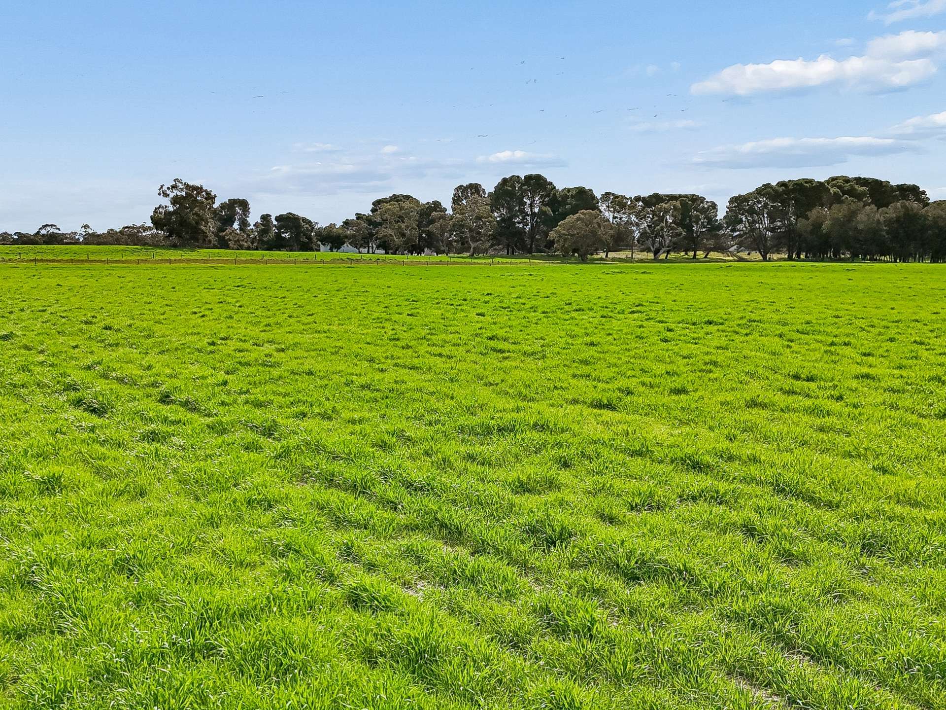 103 & 314 Filmer Road, Tintinara For Sale by Farmbuy.com - image 10