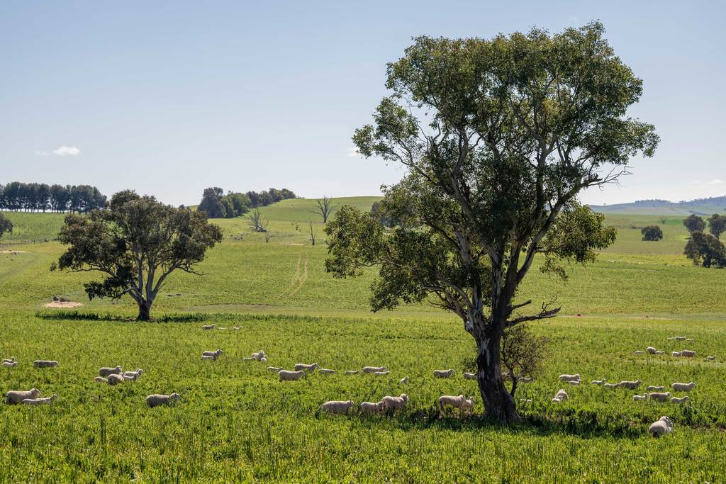 264 Harrys Creek Road, Boorowa NSW 2586