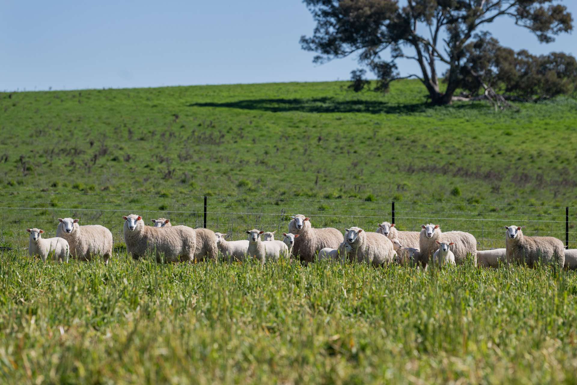 264 Harrys Creek Road, Boorowa For Sale by Farmbuy.com - image 6