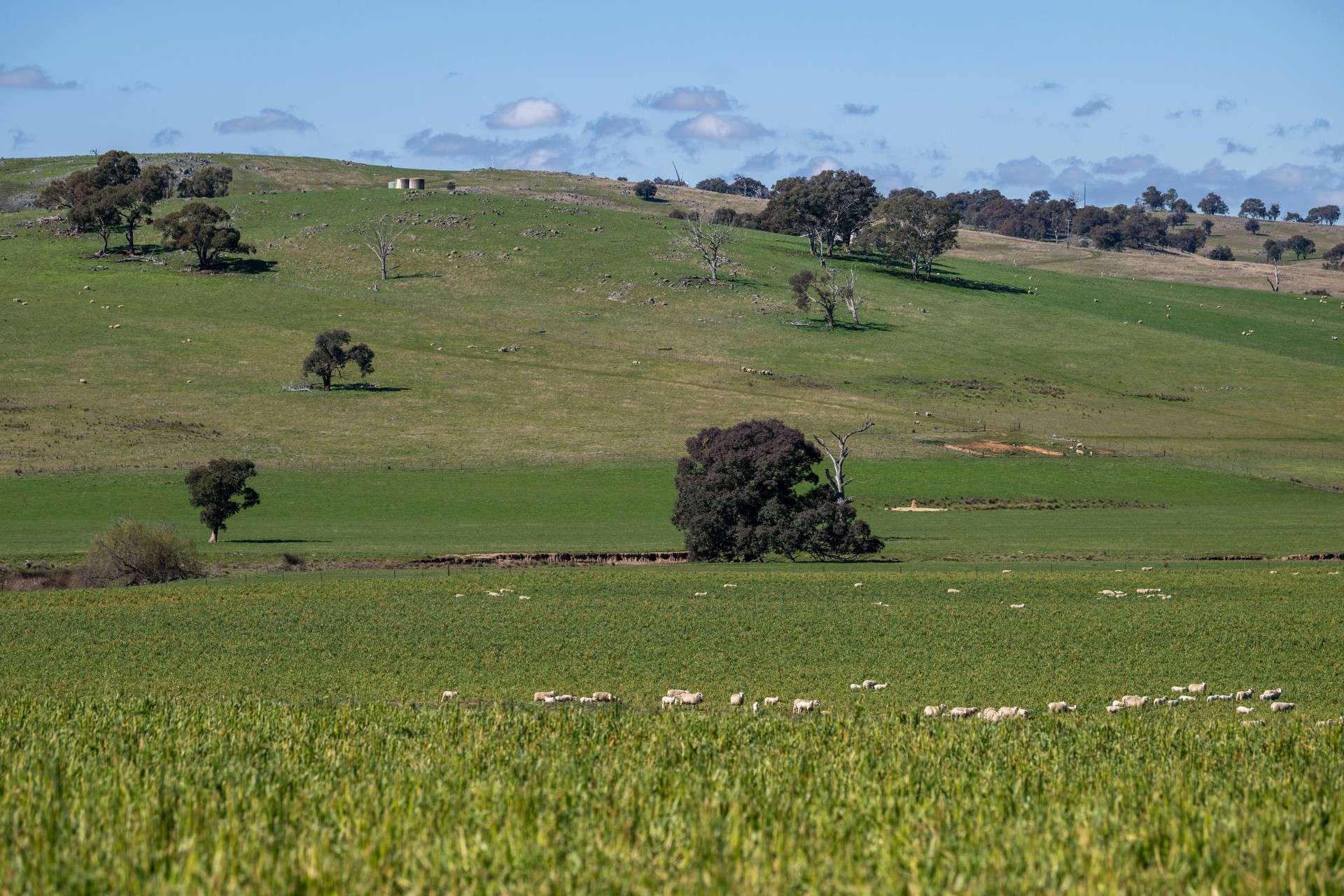 264 Harrys Creek Road, Boorowa For Sale by Farmbuy.com - image 30