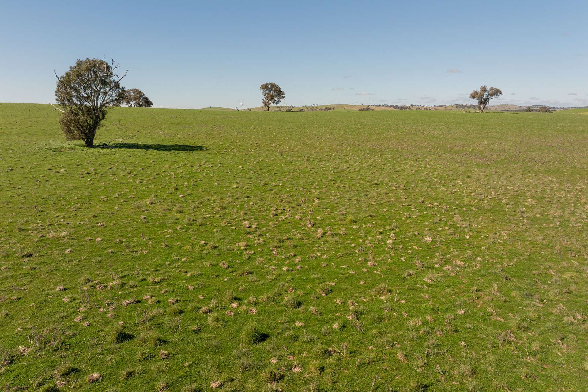 264 Harrys Creek Road, Boorowa For Sale by Farmbuy.com - image 19