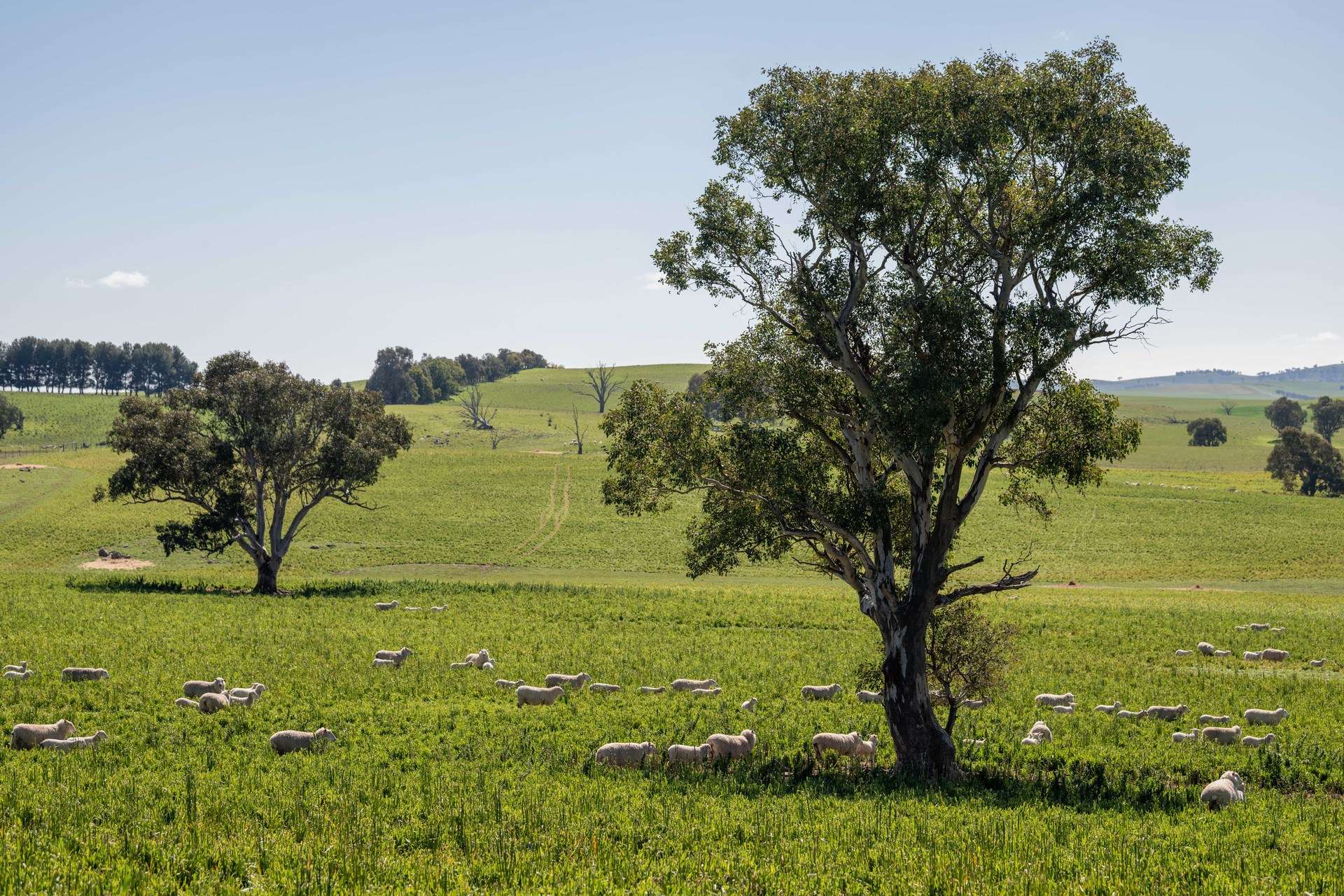 264 Harrys Creek Road, Boorowa For Sale by Farmbuy.com - image 1