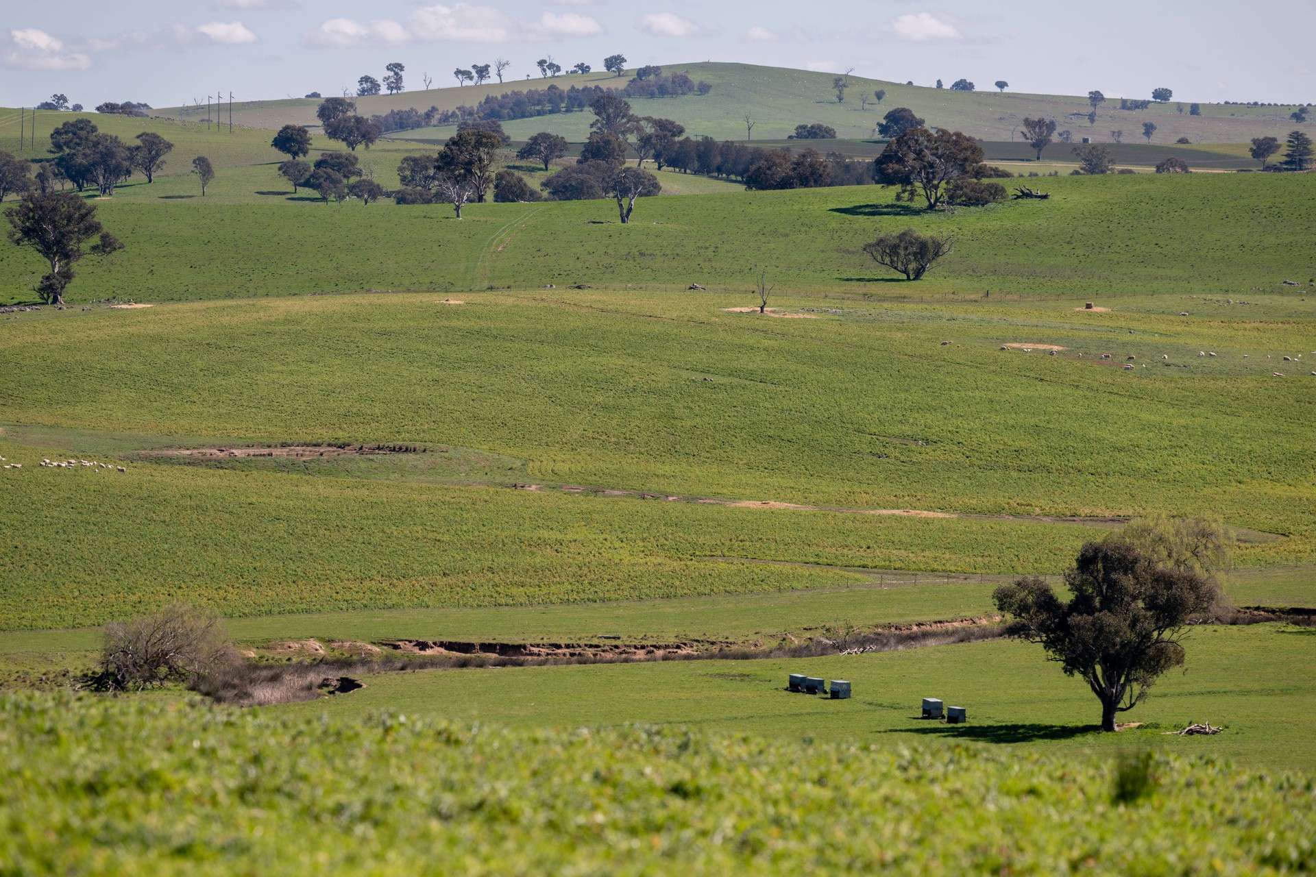 264 Harrys Creek Road, Boorowa For Sale by Farmbuy.com - image 33