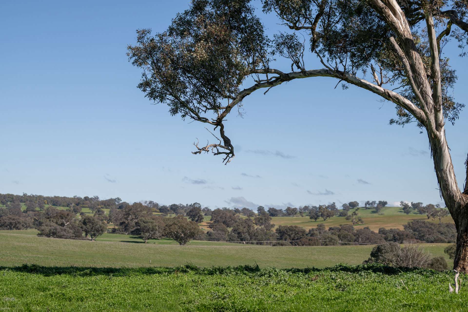 264 Harrys Creek Road, Boorowa For Sale by Farmbuy.com - image 32