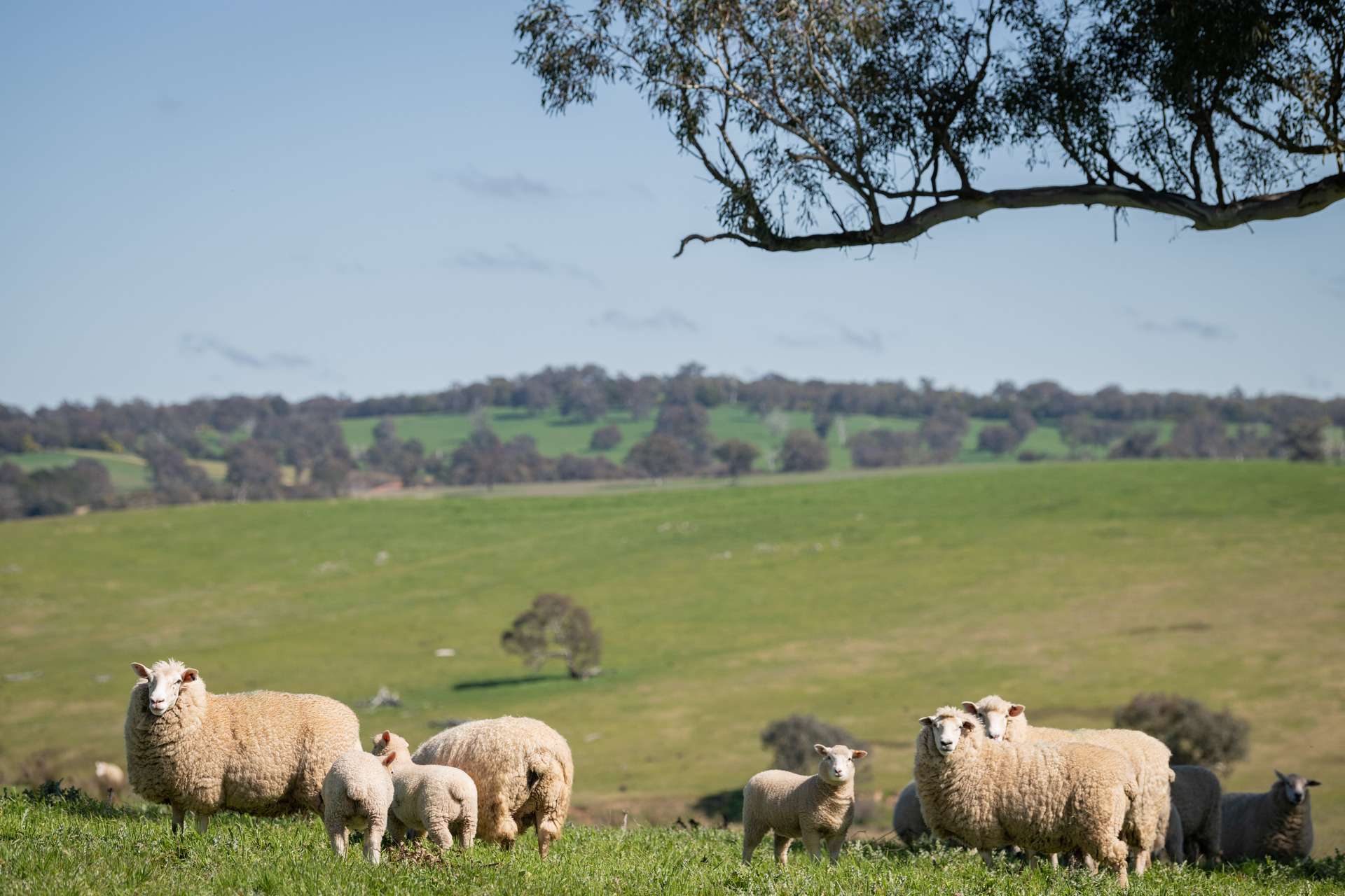 264 Harrys Creek Road, Boorowa For Sale by Farmbuy.com - image 34