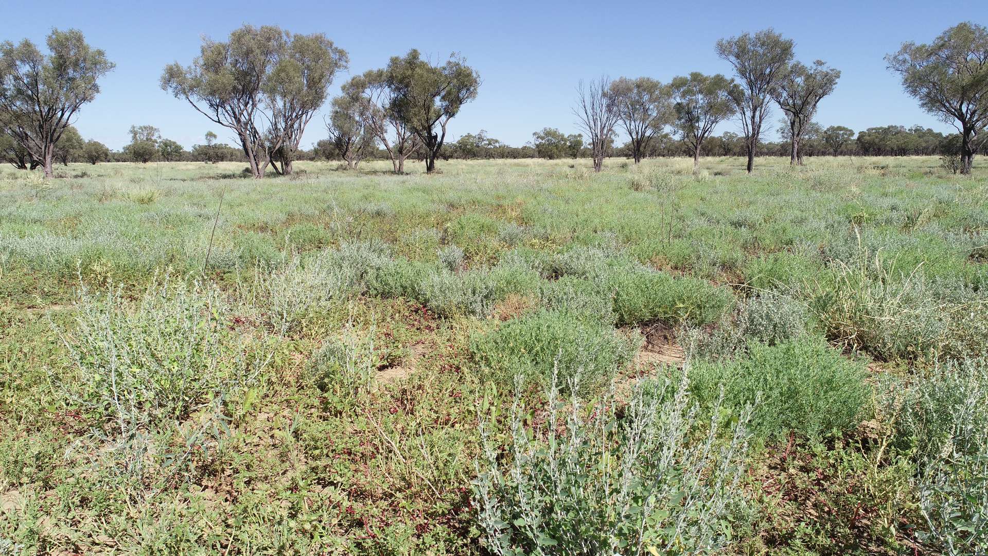 Warrego Butchery & Grazing, Cunnamulla For Sale by Farmbuy.com - image 23